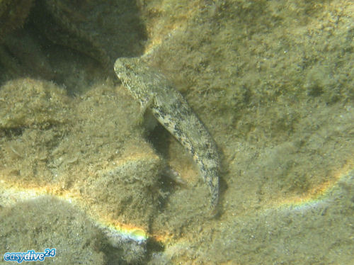 Anemonengrundel Gobius bucchichii