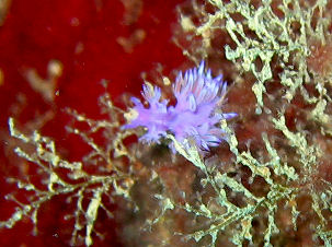 Flabellina affinis