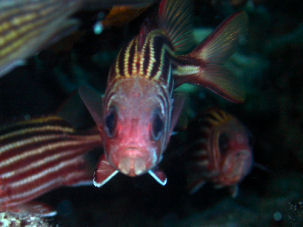 Roter Soldatenfisch Sargocentron rubrum