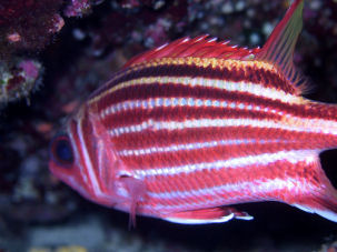 Roter Soldatenfisch Sargocentron rubrum