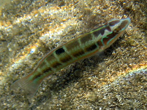 Meerpfau Thalassoma pavo