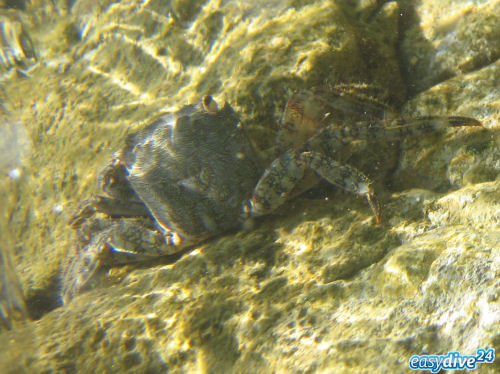 Marmorkrabbe Pachygrapsus marmoratus