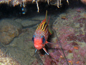 Roter Soldatenfisch Sargocentron rubrum