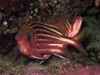 Sargocentron rubrum