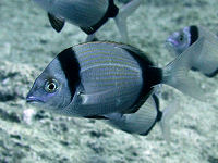 Two-banded bream Diplodus vulgaris