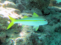 Mulloidichthys martinicus