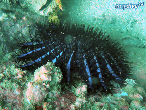 Seestern Acanthaster planci