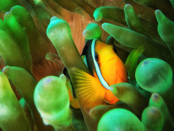 Amphiprion clarkii