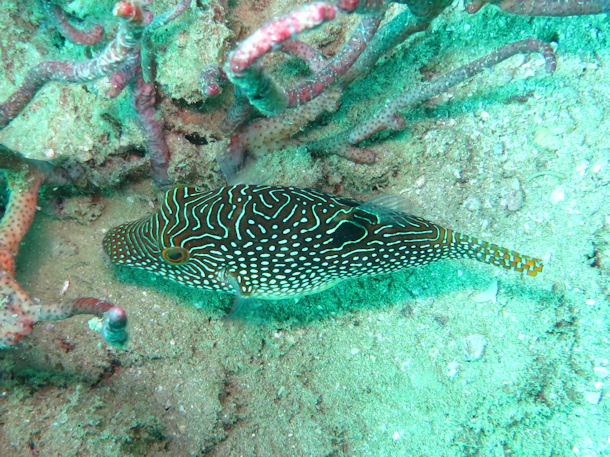 Spitzkopfkugelfisch Canthigaster solandri