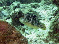 Augenfleck-Spitzkopfkugelfisch Canthigaster solandri