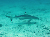 Schwarzspitzen-Riffhai Carcharhinus melanopterus