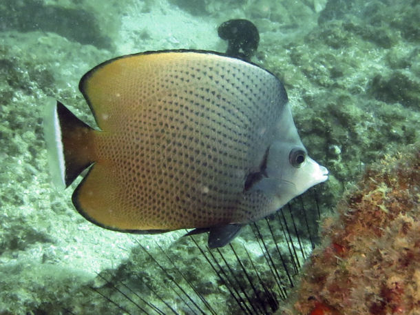 Chaetodon nigropunctatus