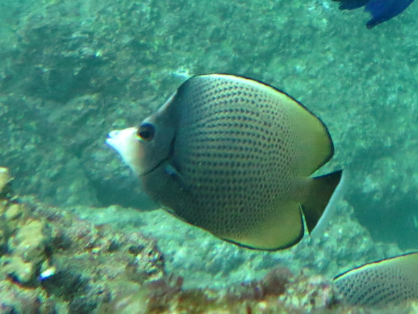 Chaetodon nigropunctatus