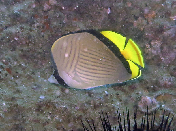 Chaetodon pictus