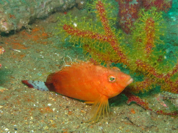 Cirrhitichthys calliurus