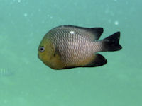 Dascyllus trimaculatus