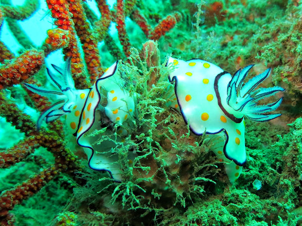 Goniobranchus annulatus