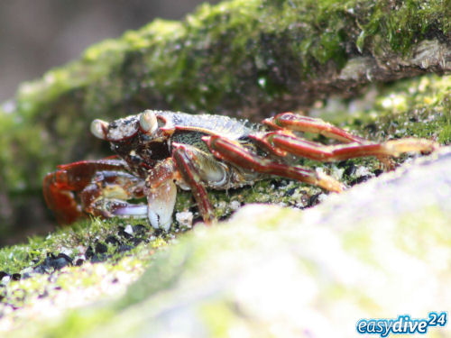 Brandungskrabbe Grapsus sp.