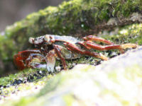 Grapsus sp.