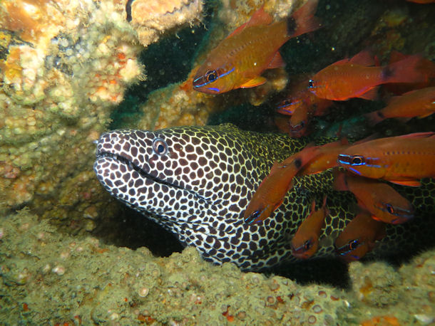 Gymnothorax favagineus