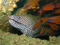 Netzmurne Gymnothorax favagineus