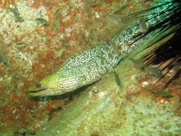 Marmormurne Gymnothorax undulatus