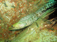 Marmormurne Gymnothorax undulatus