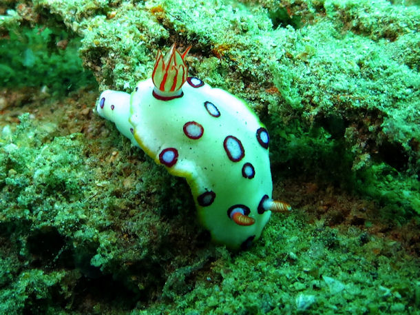 Hypselodoris dollfusi