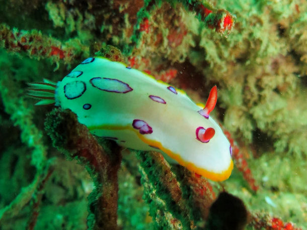 Hypselodoris dollfusi