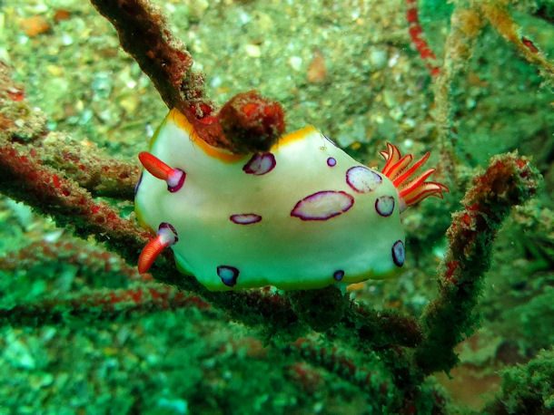 Hypselodoris dollfusi