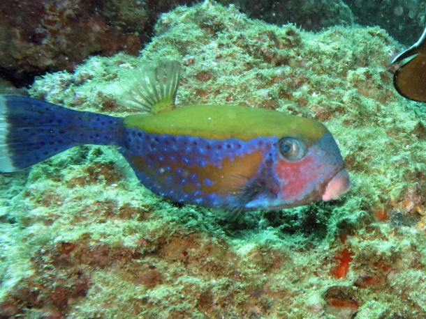 Kofferfisch Ostracion cyanurus