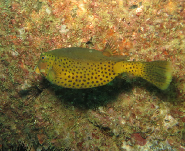 Kofferfisch Ostracion cyanurus