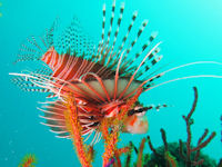 Pterois antennata