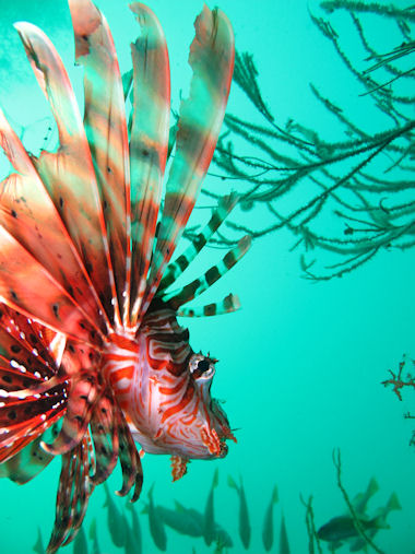 Pterois miles