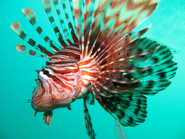 Pterois miles