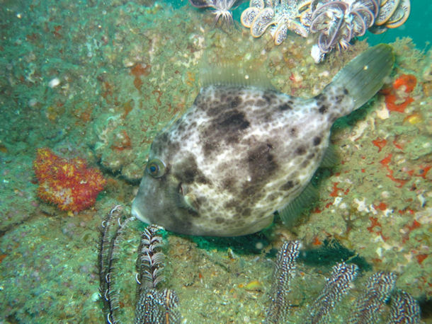 Feilenfisch Stephanolepis diaspros