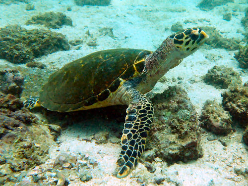 Schildkroete vor der Kste Omans