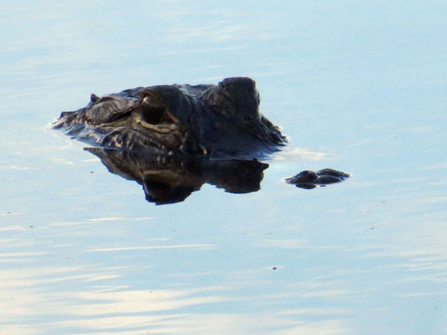 Alligator Florida