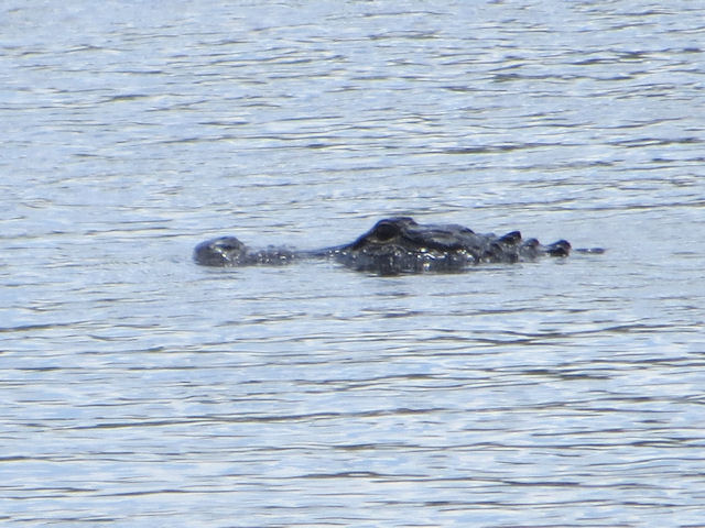 Alligator Florida