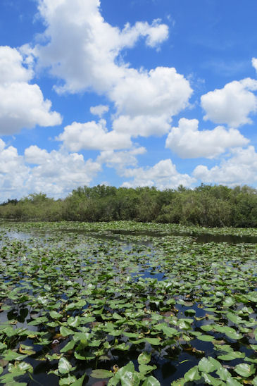 Everglades