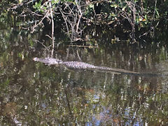 Alligator in den Everglades