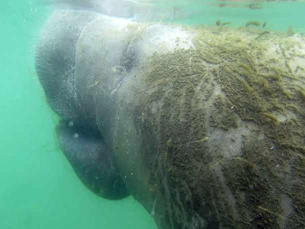 Swimming with Manatees