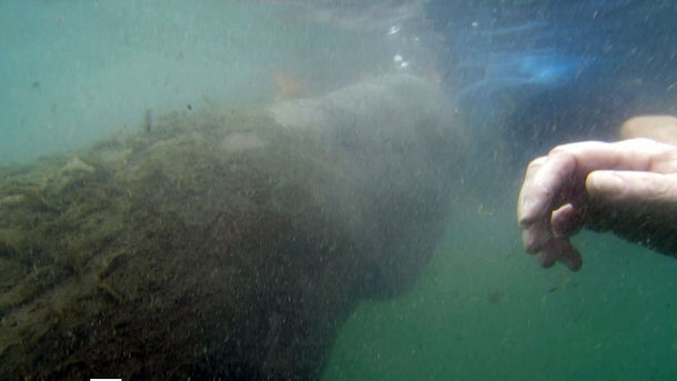 Swimming with Manatees