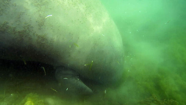 Swimming with Manatees