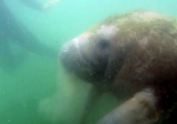 Swimming with Manatees