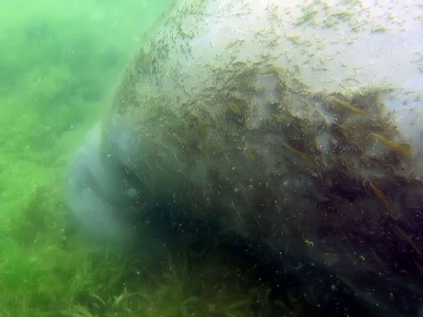 Swimming with Manatees