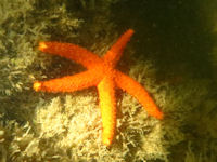 Echinaster echinophorus