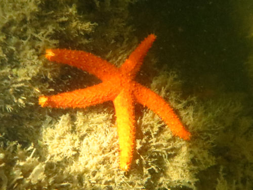 Echinaster echinophorus