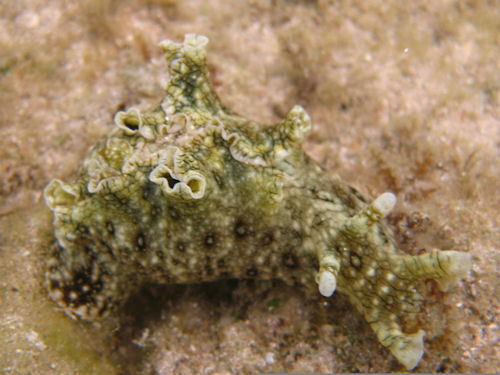 Aplysia dactylomela