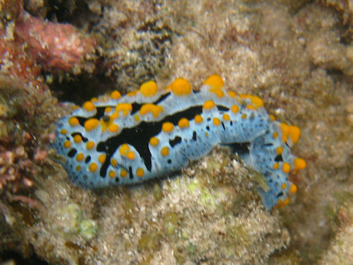 Warzenschnecke Phyllidiella marindica